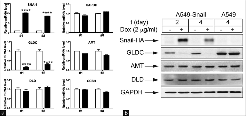 Identification and Characterization of Glycine Decarboxylase as a Direct Target of Snail in the Epithelial-Mesenchymal Transition of Cancer Cells.