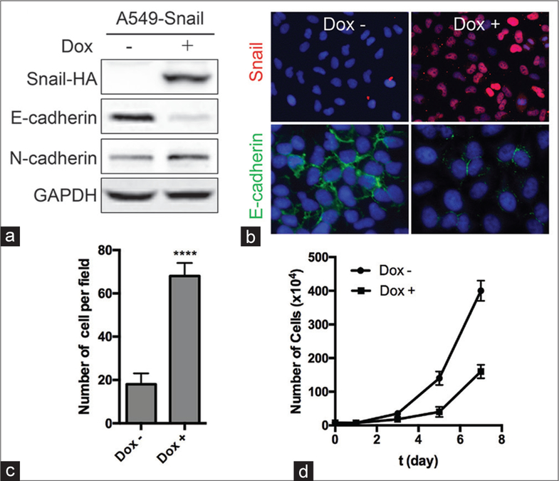 Identification and Characterization of Glycine Decarboxylase as a Direct Target of Snail in the Epithelial-Mesenchymal Transition of Cancer Cells.