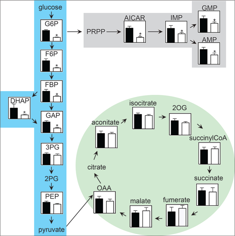 Identification and Characterization of Glycine Decarboxylase as a Direct Target of Snail in the Epithelial-Mesenchymal Transition of Cancer Cells.