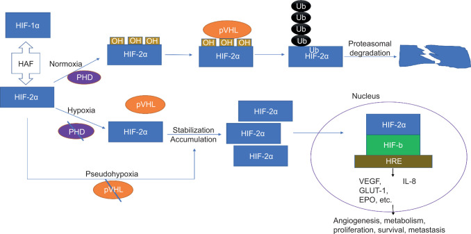 Hypoxia-Inducible Factor-2α as a Novel Target in Renal Cell Carcinoma.