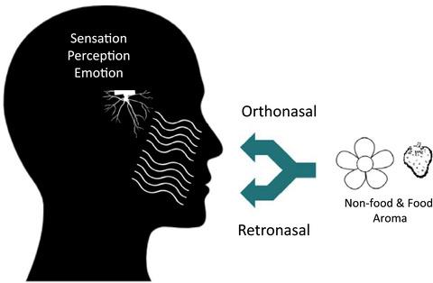 Emotional profiles elicited from orthonasal and retronasal perceptions of food (fruit) and non-food (floral) aromas