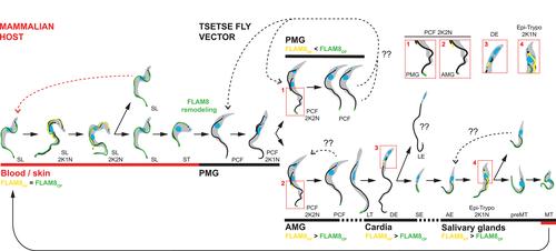 Redistribution of FLAgellar Member 8 during the trypanosome life cycle: Consequences for cell fate prediction