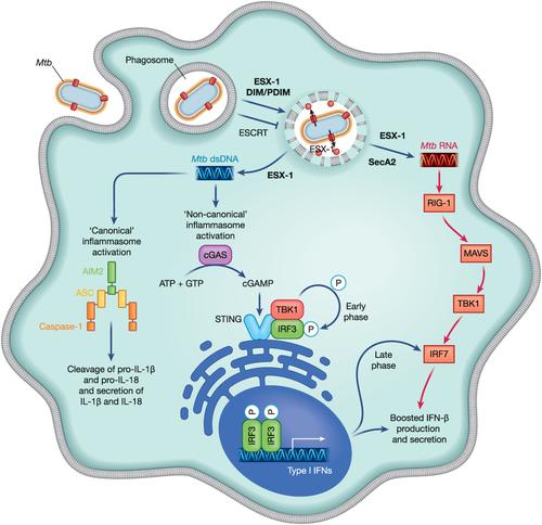 Breaching the phagosome, the case of the tuberculosis agent