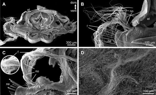 Notopodial “spinning glands” of Sthenelanella (Annelida: Sigalionidae) are modified chaetal sacs