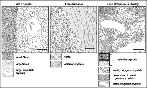 The evolution of thecideide microstructures and textures: traced from Triassic to Holocene