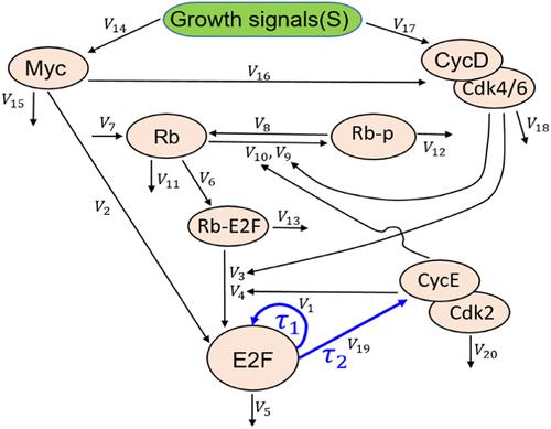 Effects of noise and time delay on E2F's expression level in a bistable Rb-E2F gene’s regulatory network