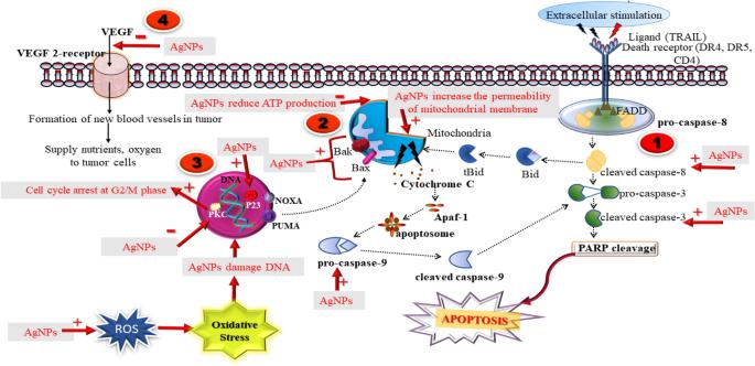 Green synthesized plant-based silver nanoparticles: therapeutic prospective for anticancer and antiviral activity