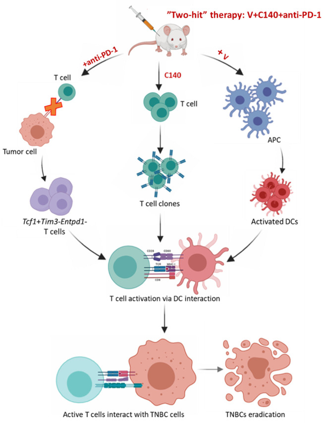 A "two-hit" (chemo)therapy to improve checkpoint inhibition in cancer.