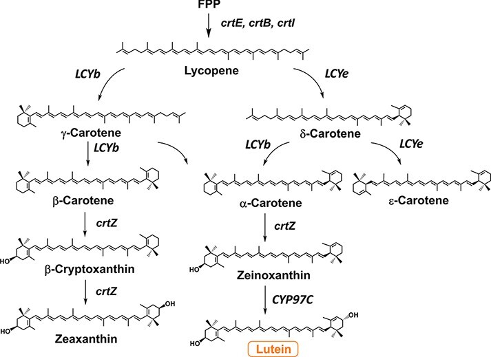 Pathway engineering for high-yield production of lutein in Escherichia coli.