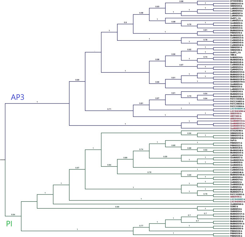 Evolutionary divergence of motifs in B-class MADS-box proteins of seed plants.