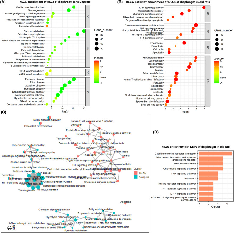 Multi-omics reveals age-related differences in the diaphragm response to mechanical ventilation: a pilot study.