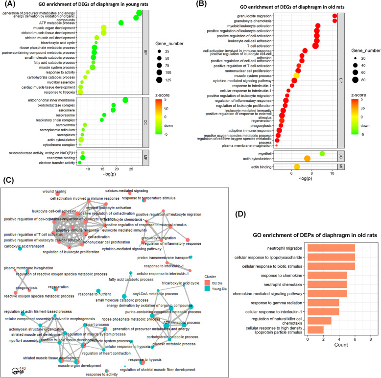 Multi-omics reveals age-related differences in the diaphragm response to mechanical ventilation: a pilot study.