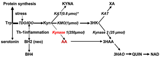 Plasma Anthranilic Acid and Leptin Levels Predict HAM-D Scores in Depressed Women.