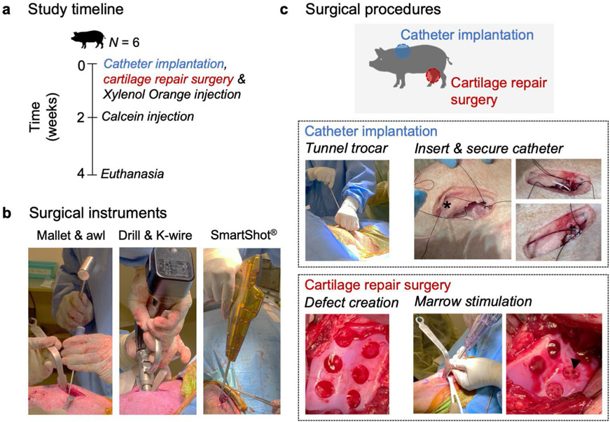 Marked differences in local bone remodelling in response to different marrow stimulation techniques in a large animal.