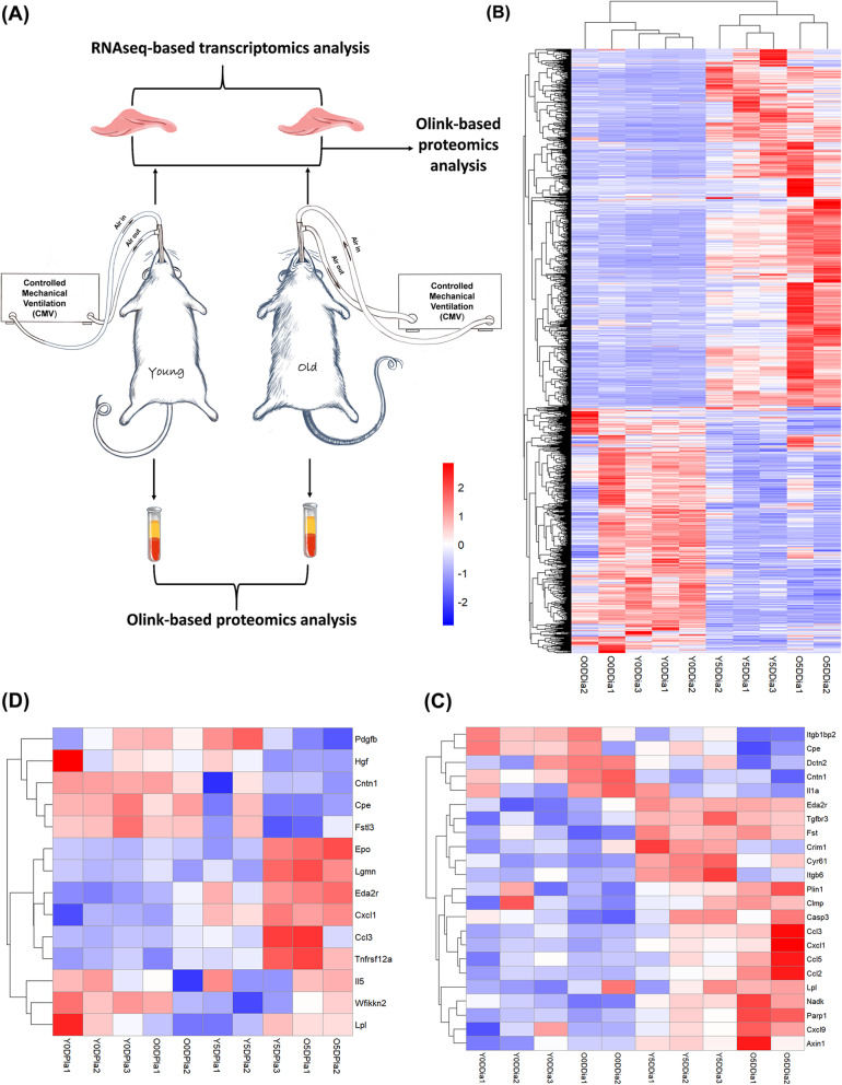 Multi-omics reveals age-related differences in the diaphragm response to mechanical ventilation: a pilot study.