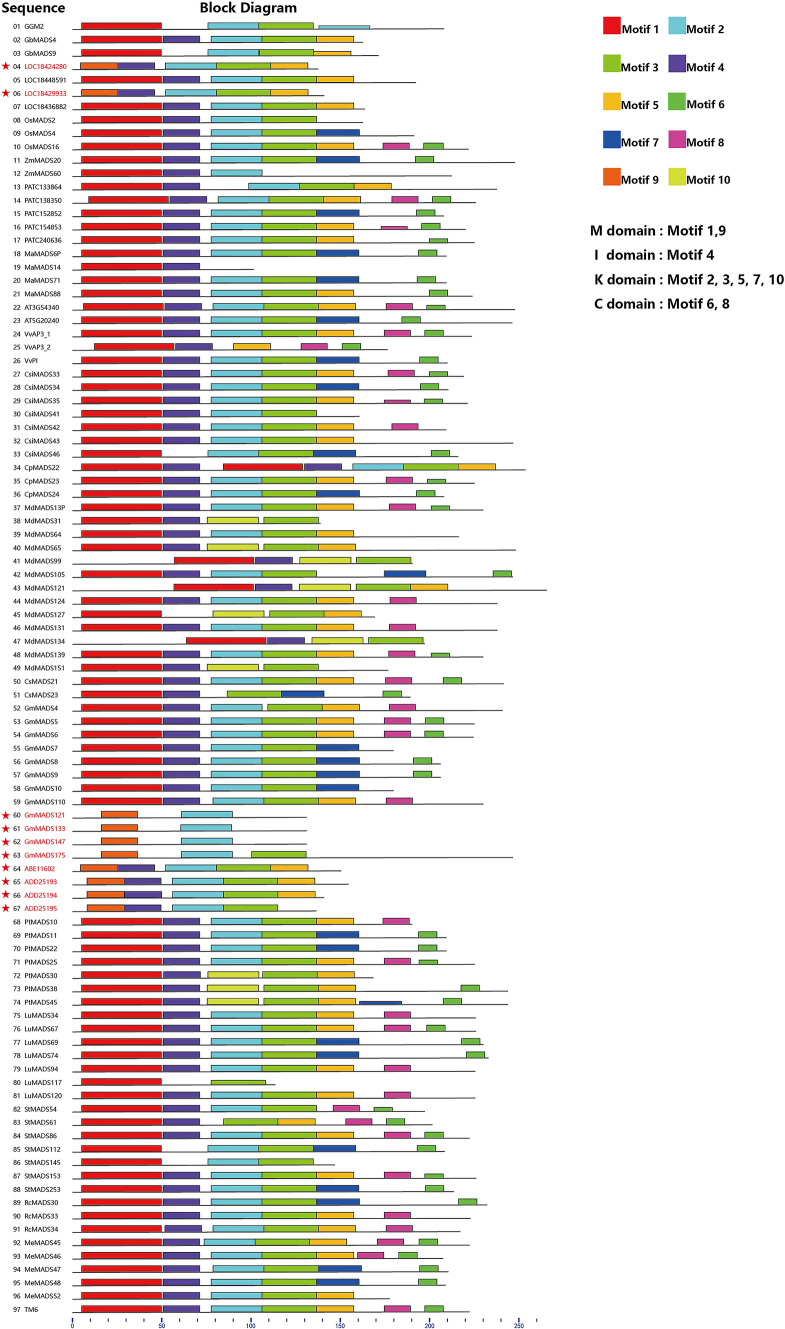 Evolutionary divergence of motifs in B-class MADS-box proteins of seed plants.