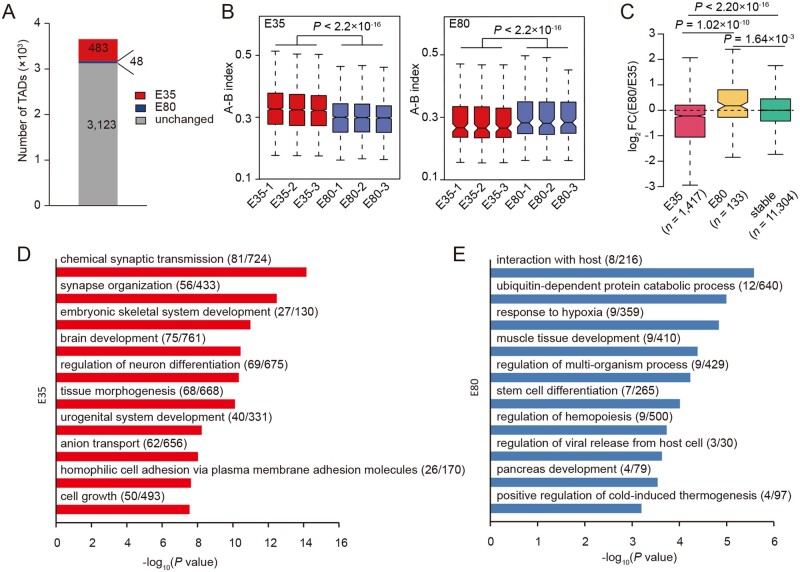 Reorganization of chromatin architecture during prenatal development of porcine skeletal muscle.