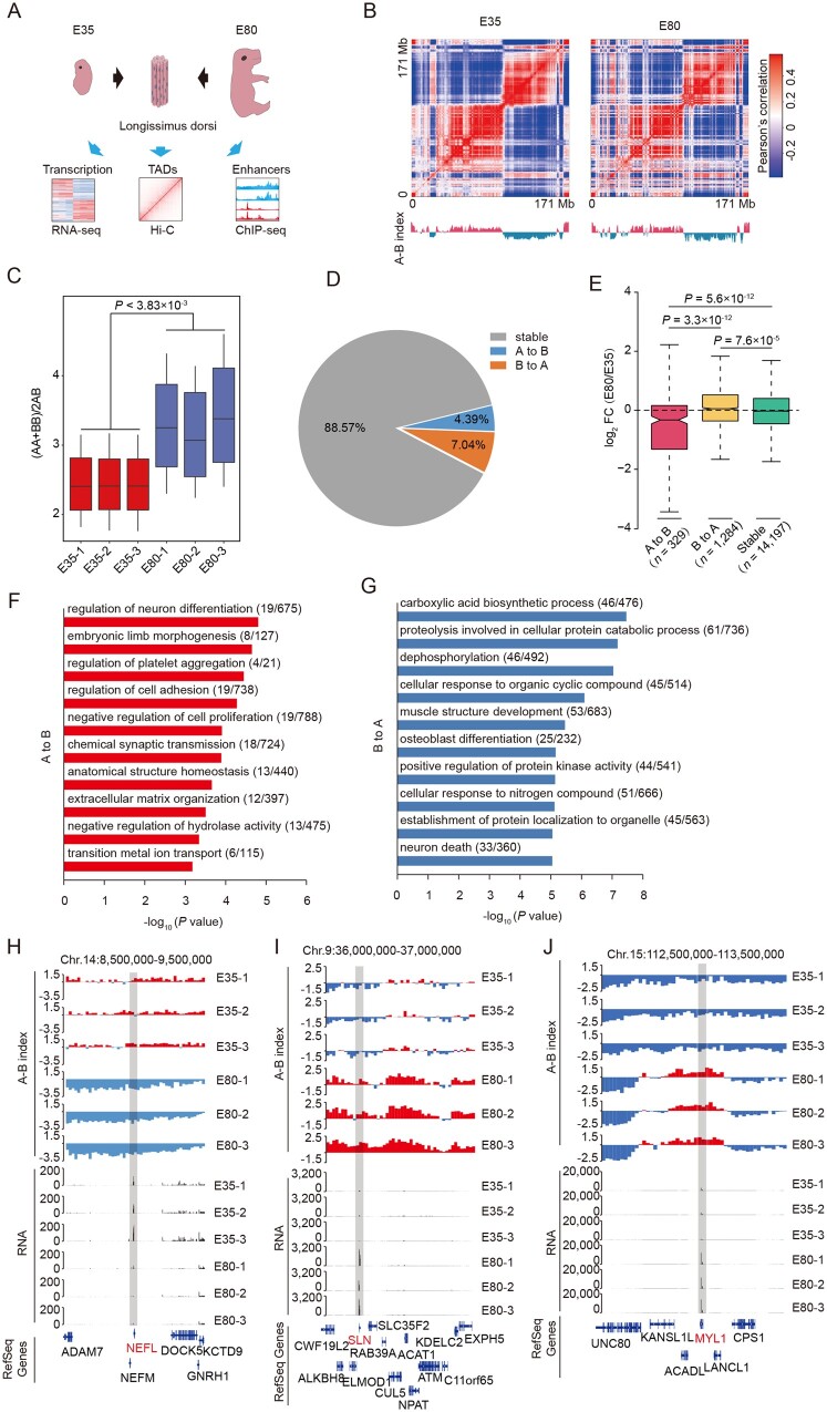 Reorganization of chromatin architecture during prenatal development of porcine skeletal muscle.