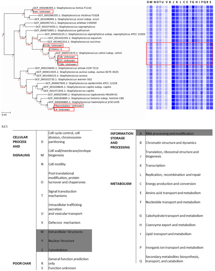 Analysis of Genome Sequences of Coagulase-Negative Staphylococci Isolates from South Africa and Nigeria Highlighted Environmentally Driven Heterogeneity.