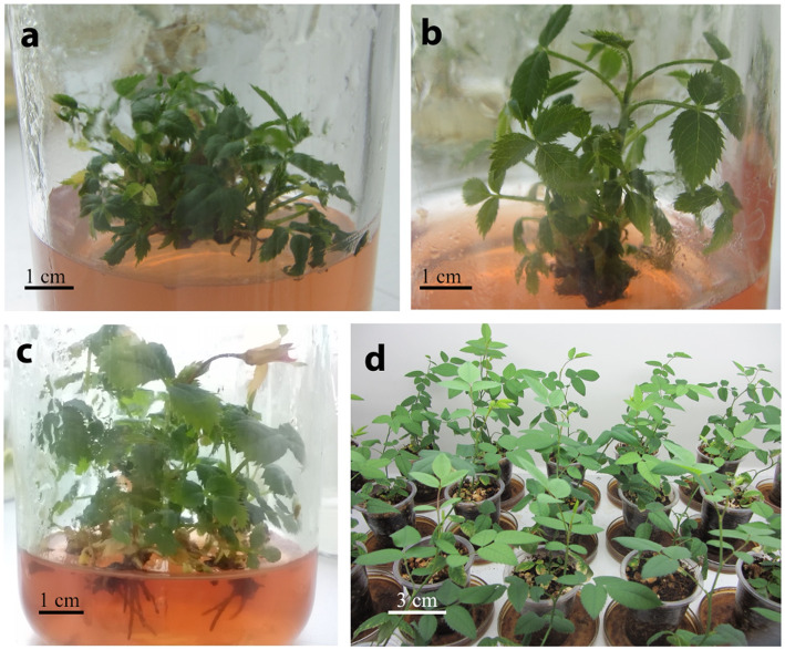 Organic and inorganic elicitors enhance in vitro regeneration of Rosa canina.