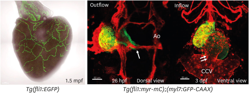 Zebrafish Vascular Development: General and Tissue-Specific Regulation.