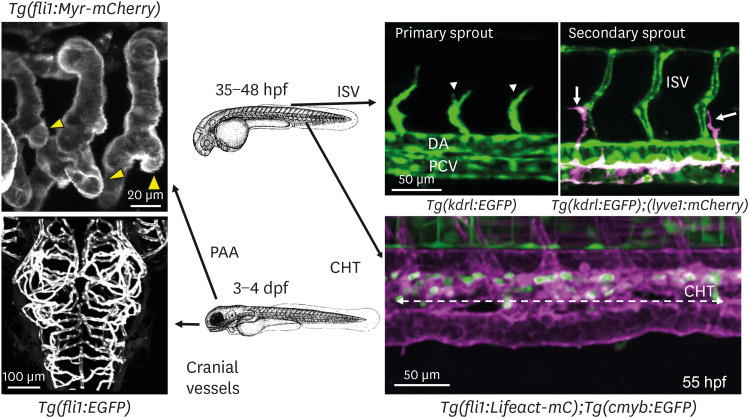 Zebrafish Vascular Development: General and Tissue-Specific Regulation.