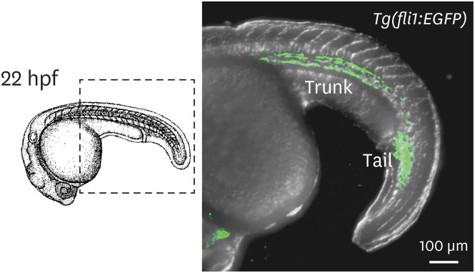 Zebrafish Vascular Development: General and Tissue-Specific Regulation.