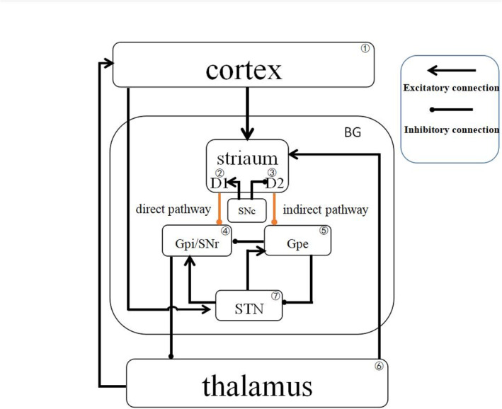 Bifurcation analyses and potential landscapes of a cortex-basal ganglia-thalamus model.