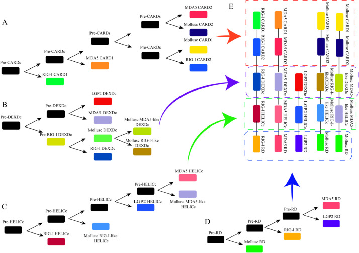 Advances in aquatic animal RIG-I-like receptors