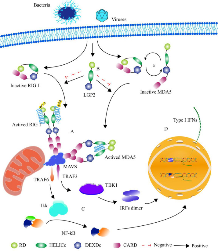 Advances in aquatic animal RIG-I-like receptors