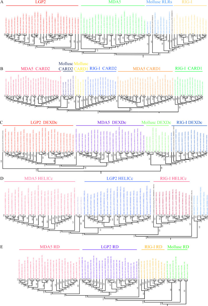 Advances in aquatic animal RIG-I-like receptors