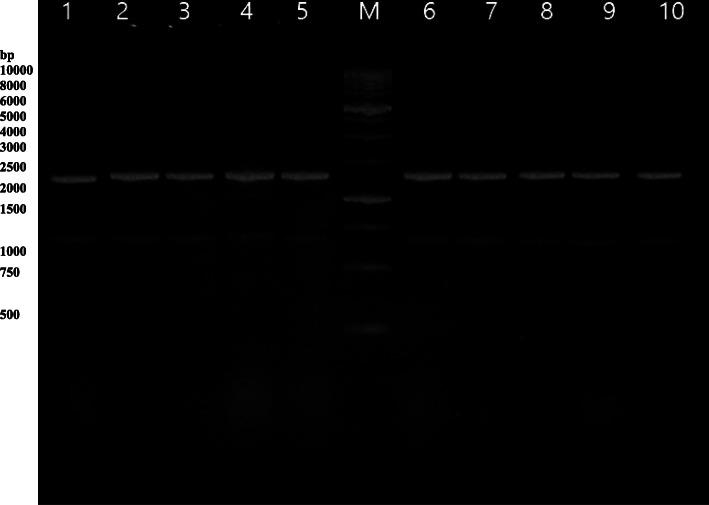 The immune response and protective efficacy of a potential DNA vaccine against virulent Pasteurella multocida.