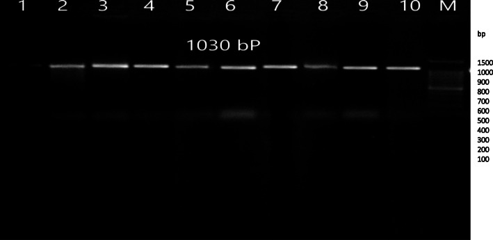 The immune response and protective efficacy of a potential DNA vaccine against virulent Pasteurella multocida.