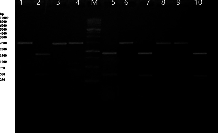 The immune response and protective efficacy of a potential DNA vaccine against virulent Pasteurella multocida.