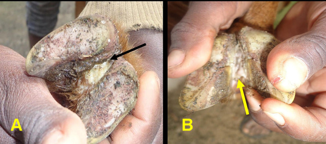 Ovine Footrot and Its Clinical Management.