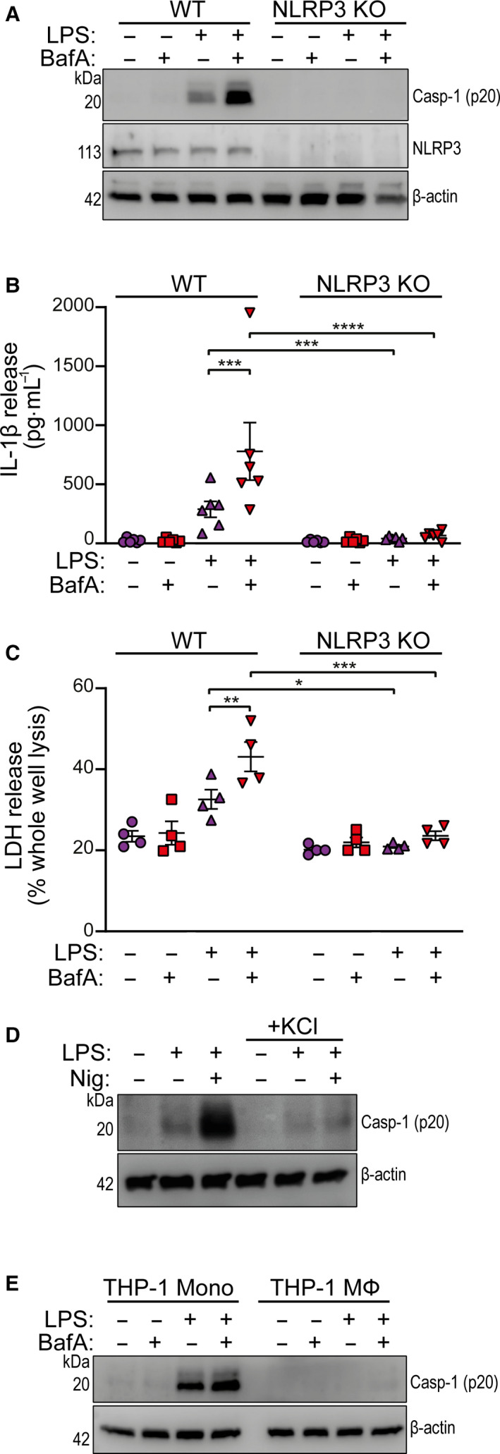 Bafilomycin A1 enhances NLRP3 inflammasome activation in human monocytes independent of lysosomal acidification.