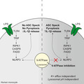 Bafilomycin A1 enhances NLRP3 inflammasome activation in human monocytes independent of lysosomal acidification.