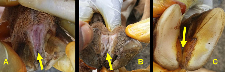 Ovine Footrot and Its Clinical Management.