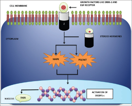 Lipid metabolism in cancer: A systematic review.