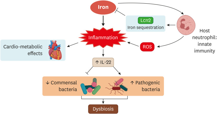 Iron Reshapes the Gut Microbiome and Host Metabolism.