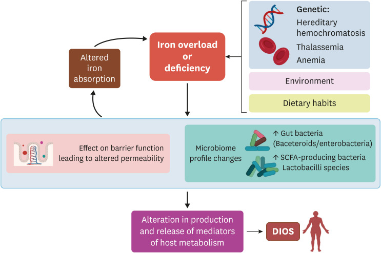 Iron Reshapes the Gut Microbiome and Host Metabolism.