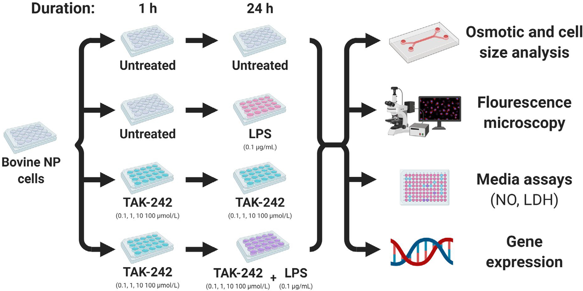 Inhibition of toll-like receptor 4 protects against inflammation-induced mechanobiological alterations to intervertebral disc cells.