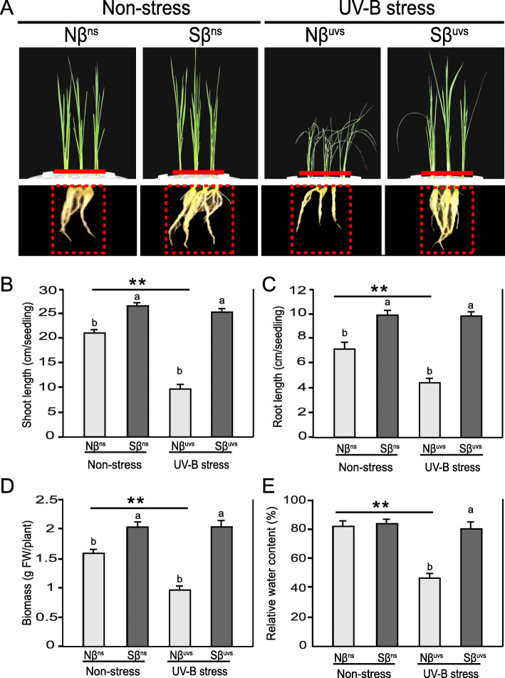 β-Sitosterol differentially regulates key metabolites for growth improvement and stress tolerance in rice plants during prolonged UV-B stress.