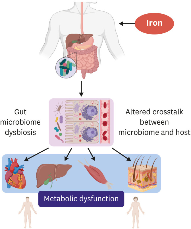 Iron Reshapes the Gut Microbiome and Host Metabolism.