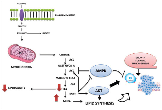 Lipid metabolism in cancer: A systematic review.