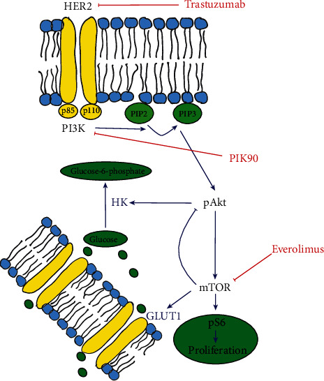 Early Changes in [<sup>18</sup>F]FDG Uptake as a Readout for PI3K/Akt/mTOR Targeted Drugs in HER-2-Positive Cancer Xenografts.