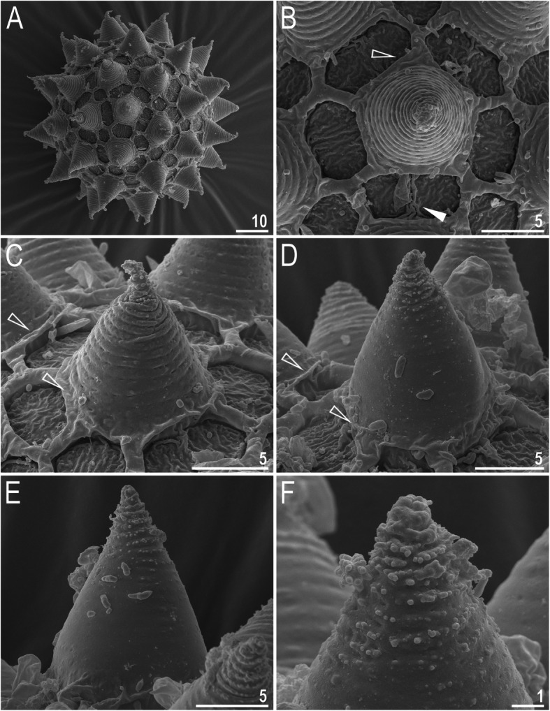 Integrative taxonomy resolves species identities within the Macrobiotus pallarii complex (Eutardigrada: Macrobiotidae).