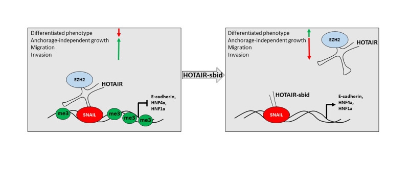 A novel RNA-based approach to counteract EMT.