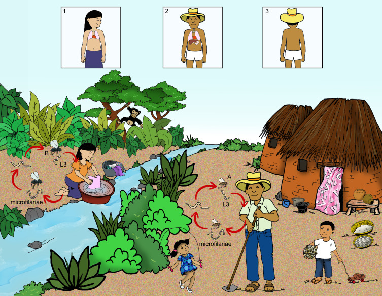An Overview of the Management of Mansonellosis.