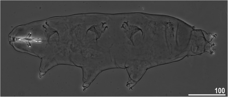 Integrative taxonomy resolves species identities within the Macrobiotus pallarii complex (Eutardigrada: Macrobiotidae).